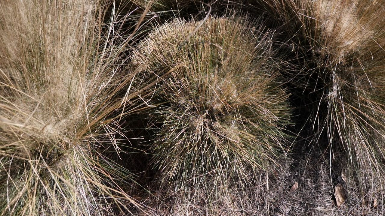 Get It Growing: How to properly trim back ornamental grasses